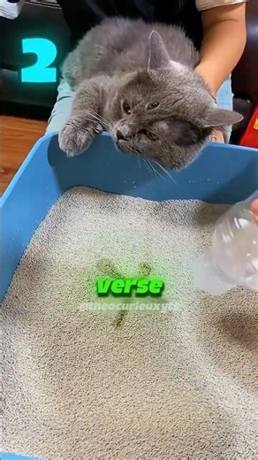 4 Cat Litter Types Your Cat Hates!😱