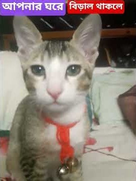 #বিড়াল আপনার ঘরে# #বিড়ালের_অজানা_তথ্য 🌹❤️👌