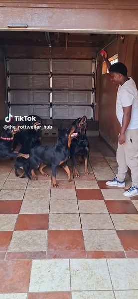 Understanding Rottweiler Behavior and Care Tips