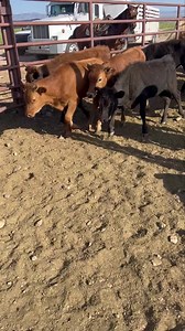 ******SOLD****** 150 fresh Corriente heifers, large majority solids, half potentials and half ready to rope, can sort off smaller cattle and paints to make a full load of solids 100% pure Corriente, stout frame and bone, good horn and base Ranch raised, wormed, vaccinated, and on feed Call for pricing Located in Redrock, NM Trucking available 936-524-3056 575-542-9698 | Hoffmann Cattle Co.