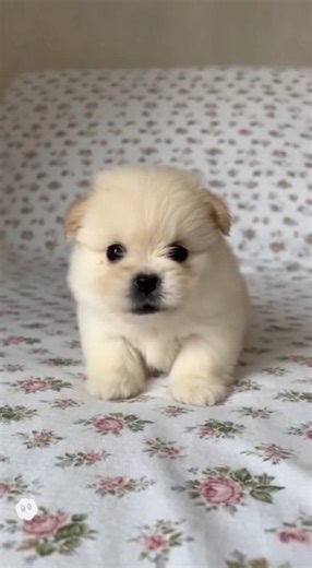 Cute baby puppy sound ❤️ #shorts