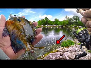 If You Like To Eat Bluegill - How To Catch ALL YOU WANT From The Bank!