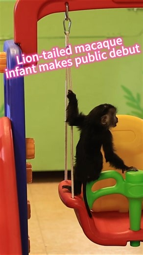 A lion-tailed macaque infant made her first public appearance at a wildlife park in China's Guangzhou, highlighting ongoing efforts to conserve the endangered species through captive breeding and education. | China Xinhua News
