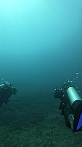 Yesterday’s shark. | Jupiter Dive Center