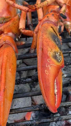 Catch and cook lobster, explained