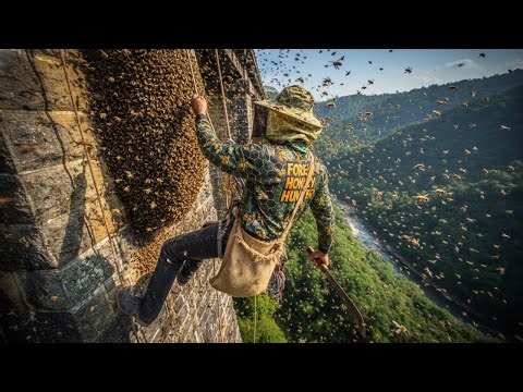 Traditional Wild Honey Hunting Skills Under The Railroad Tracks