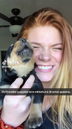 Part160: Rottweiler puppies are miniature drama queens.#rottweilerpuppy #rottweilersoftiktok #cutepuppy #puppylover #usa