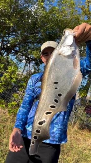 💥 FSF Catch of the Week! 💥 @globalfisherman with his FIRST clown knifefish, caught in South Florida. Nice work!! 👏😎⁠ ⁠ ⁠⁠Anglers, tag us in your fishing photos/videos or send them via DM for a chance to be featured on our page EVERY WEEK!⁠ .⁠ .⁠ .⁠ .⁠ #clownknifefish #clownfish #southfloridafishing #floridafishing #fishflorida #sportfisher #gamefishing #saltwaterfishing #anglerlife #floridasportfishing #oceanfishing #offshorefishing #trophyfish #trophyfishing #biggamefishing #freshwaterfishi