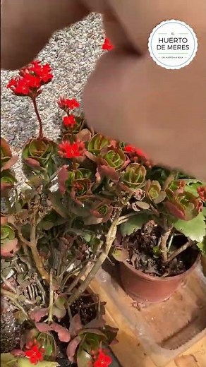 Flowering: The importance of flowers in the garden #ElHuertodeMeres #HuertoEnCasa