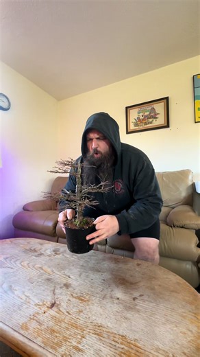 Wiring a Dormant Larch for Bonsai Art