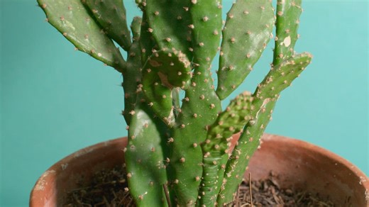 Green cactus with small thorns in a pot - Free Stock Video