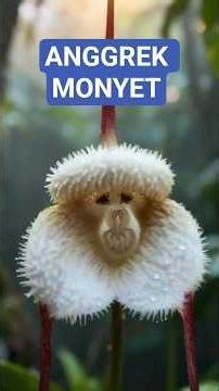 Her eyes are looking at us even though this is an orchid flower #shorts