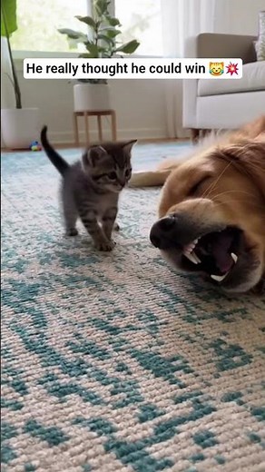Tiny Cat vs Giant Dog – The Funniest Face-Off Ever!