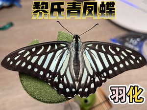 【生物生长记录系列】记录黎氏青凤蝶雄蝶的羽化！