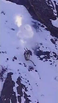 Snow Leopard hunts Bharal, both fall over cliff hundreds of feet onto rock below! Greatest hunt ever