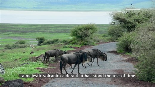 The breathtaking Ngorongoro Conservation area landscape stands as a testament to the incredible power of volcanic activity, which has given rise to a diverse array of habitats for magnificent wildlife to call home. #ndutusafarilodge #ndutu #visitngorongoro #ngorongorocrater #ngorongoro #serengeti #safarichanel #utaliiwandani #utaliipopopote #ttb #tanzaniatouristboard #Tanzaniasafarichannel | Ngorongoro Conservation Area Authority