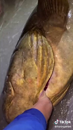 Catching the Biggest Grouper in Florida Waters