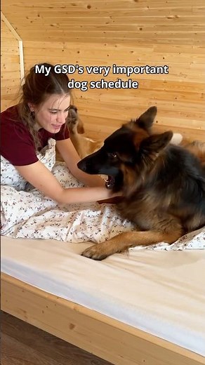 A Day In The Life Of My German Shepherd #gsd #germanshepherd #dogs