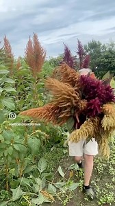 Comment BACKYARD and I’ll DM the link to my webinar “How to Start a Backyard Flower Farm from Scratch!!” I did it, been there done that, doing it, loving it —- it’s work …. but what wonderful good thing is there that you have as your own that wasn’t work?!?!?! Amaranth can grow to be a giant! We dried all these stems. #flowerfarmer #flowerfarm #cutflower #cutflowers #garden #gardening #gardenersworkshopfarm | The Gardener's Workshop