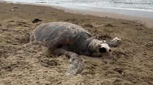 Skeletal Remains Dead Turtle Skeleton Found Stock Footage Video (100% Royalty-free) 3497064147 | Shutterstock