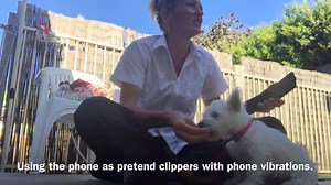 Sound Proof Puppy Training App A must tool for all trainers to be recommending to puppy clients especially. Check out how easy it is to start conditioning a puppy to the sound and FEELING of grooming. When using our clipper sounds the phones vibration feature comes on and can be used to gently introduction the feeling of clippers. Genius. | Sound Proof Puppy Training App