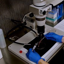 Video: Mouse Footpad Inoculation Model to Study Viral-Induced Neuroinflammatory Responses