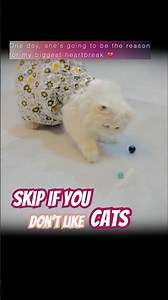 World cutest cat