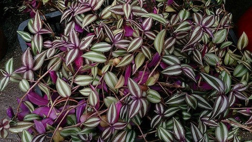 Why this Houseplant is Called the Wandering Jew - Jewish Telegraphic Agency