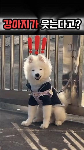 강아지도 진짜 웃는다는 증거 영상 모음 #웃긴영상#반려견#유머