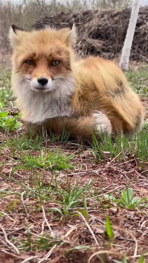 Exploring the Fascinating World of Red Foxes