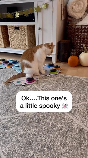 63K views · 10K reactions | Could he hear the LED light blinking? Is that the stretchiest stretch that’s ever been made? Let me know! . #catmanjohn #russellthecat #talkingcat #hunger4words #cat #catsofinstagram #aiclearner #smartcat #fluentpet #gingercat #automatedlitterbox #litterrobot4 | Russell The Talking Cat | Facebook