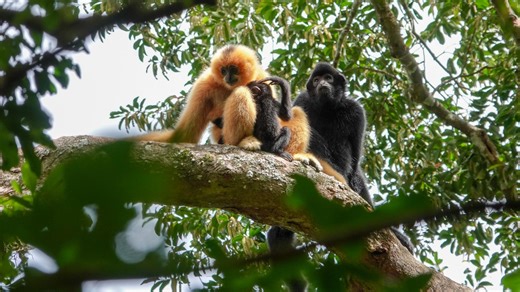 China's fight to save the world's rarest ape