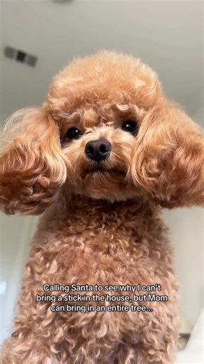 Hugo on Instagram: "I see the tree made inside... interesting 🙄 #toypoodle #dogsofinstagram #cutedogs #doglife #poodlelove"