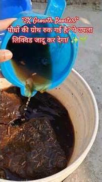FREE Organic Fertilizer at Home | Cow Dung Liquid Food🌱🔥#garden #gardening #shorts #viral #ytshorts