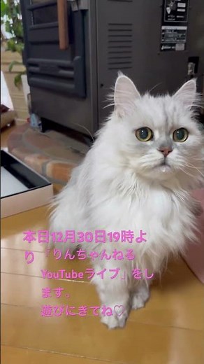 📢YouTubeライブの時間を変更しました。19時よりはじめます！ #cat #にゃんグラム #モジャ #ねこ動画 #cute #子ネコ