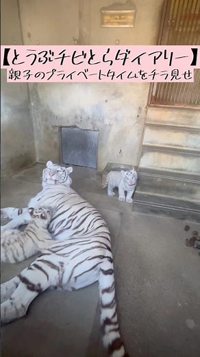 【とうぶチビとらダイアリー】親子のプライベートタイムをのぞいてみよう #東武動物公園 #動物 #動物園 #癒し #赤ちゃん #ホワイトタイガー #かわいい #ベンガルトラ #とうぶチビとらダイアリー