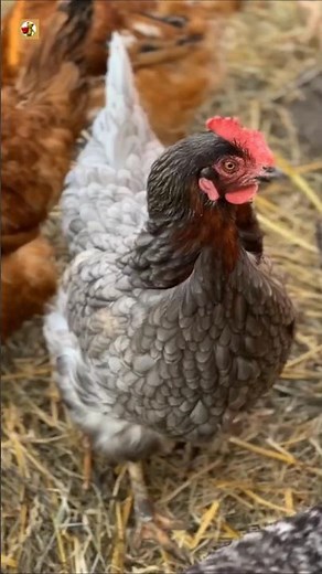 Farm Chicken Sounds (Clucking and Roaming Hens)