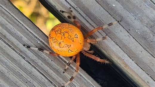 Not poisonous, but picture perfect: the pumpkin spider spotted in Poplar Forest