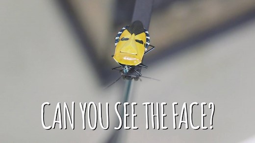 2.8K views · 48 reactions | A new bug at Audubon Butterfly Garden and Insectarium is stopping visitors in their tracks with its coloration that looks exactly like a human face! Catacanthus incarnatus, otherwise known as the man-faced stink bug recently arrived at the Butterfly Garden and Insectarium, and it’s easy to see how it got that name! | Audubon Nature Institute | Facebook