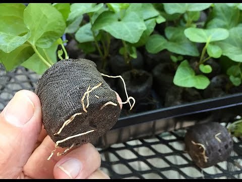 How To Root Ivy Cuttings (28 days)