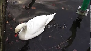 B Swan simming toward us 6 secs HD 50 fps 00319.mp4