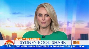 76K views · 848 reactions | Swimmers in Palm Beach got more than they bargained for when they spotted a shark having a dip in the beach pool...  #9Today | TODAY | Facebook