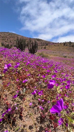 Some flowers and habitats from the Atacama Region last year…. 🏜️ #🇨🇱 Cistanthe longiscapa and Eulychina acida Bomarea ovallei Zephyranthes bagnoldii Copiapoa dealbata | Cactus Explorer