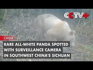 Rare All-White Panda Spotted with Surveillance Camera in Southwest China's Sichuan
