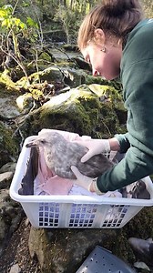 While not every release is cinematically impressive, every release is important! This young Glaucous-winged Gull was found here in Sitka after being clipped by a car. Fortunately, after a quick check-up, it turned out they were just a bit stunned from the impact. After an hour of rest and observation, this lucky gull was ready to head back to the wild! The release may not have been dramatic, but it’s a wonderful reminder that even the simplest recoveries make a big difference. #FreedomFriday #Gu