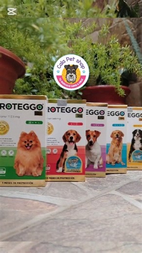 Cala Pet Shop on Instagram: "Con Proteggo‼️tu mascota estará protegida🐶 ✅ Protege contra pulgas, garrapatas y ácaros ✅Eficaz contra sarna, alergias y dermatitis ✅Actúa en tan solo 60 minutos ✅Segura para perras gestantes y lactantes 🐕 Presentación de 4 y 12 semanas No esperes más y pide Proteggo‼️ 📳958223775 Te dejamos nuestro link de WhatsApp https://wa.me/message/3NW7PKLDF7VQN1 🚚 Envíos a todo el Perú #proteggo #antipulgas #calapetshop #perrosfelices"