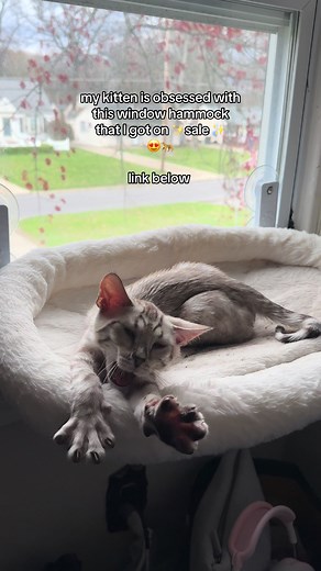 Must-Have Cat Window Hammock for Your Feline Friend