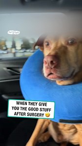When they give you the good stuff after surgery 🐶 | Furry Tails