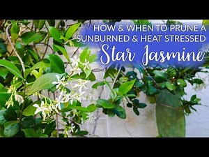 How & When To Prune A Sunburned Star Jasmine (Confederate Jasmine) Vine / Joy Us Garden