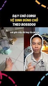 DẠY CHÓ CORGI VỆ SINH THEO BOSSDOG #bossdog #dogtraining